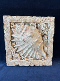 Lightweight Seashell Wall Plaque