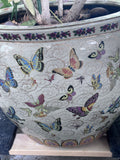 Large Porcelain Butterfly Potwith LIVE Umbrella Plant