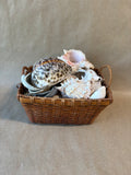 Assorted Lot Of Seashells W/Basket *Read Description*