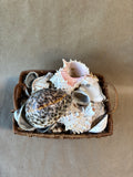 Assorted Lot Of Seashells W/Basket *Read Description*
