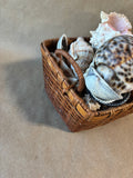 Assorted Lot Of Seashells W/Basket *Read Description*