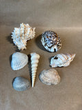 Assorted Lot Of Seashells W/Basket *Read Description*