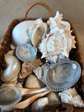 Assorted Lot Of Seashells W/Basket *Read Description*