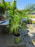 Potted Palm in Bucket (A)