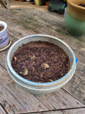 Glazed Pottery Planter w/Dirt (A)