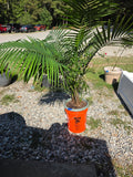 Potted Palm in Bucket (B)