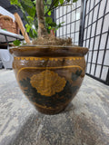 Asian Inspired Glazed Terracotta Planter w/Faux Ficus Tree