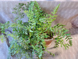 Faux Greenery Arrangement in Oblong Planter