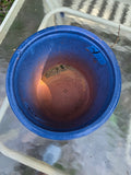Blue Butterfly Glazed Terracotta Crock/Planter (Y)