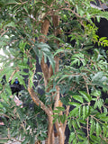 Very Large Faux Ming Aralia Tree in Basket