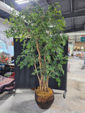 Very Large Faux Ming Aralia Tree in Basket