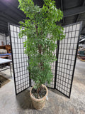 6' Faux Ming Aralia Tree in Heavyweight Decorative Terracotta Pot