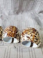 Set of 4 Tiger Cowrie Napkin Rings