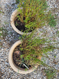 Pair of Plastic Planters w/Live Plants