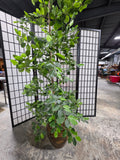 Asian Inspired Glazed Terracotta Planter w/Faux Ficus Tree