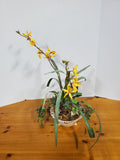 Faux Yellow Orchid Arrangement