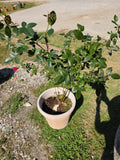 Plastic Planter w/Rose Bush