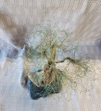 Signed Metal Wire Bonsai Tree Sculpture