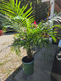 Potted Palm in Bucket (A)