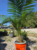 Potted Palm in Bucket (B)