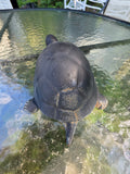 Black Cast Metal Turtle,  Garden Decor