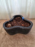 G- Clover Shaped Heavyweight Glazed Terracotta Planter