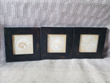 Lot of 3 Small Framed Seashell Prints