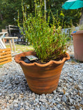 Scalloped Edge Terracotta Pot w/Plant