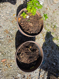 Two Large Plastic Planters w/Dirt (Blue Peel Paint on Outside)