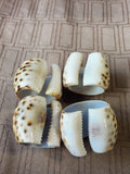 Set of 4 Tiger Cowrie Napkin Rings