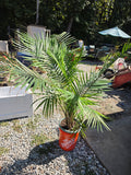 Potted Palm in Bucket (C)