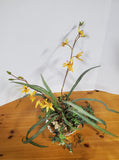 Faux Yellow Orchid Arrangement