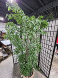 6' Faux Ming Aralia Tree in Heavyweight Decorative Terracotta Pot