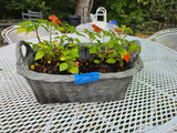 Basket Style Resin Planter w/Dirt