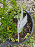 Metal Chicken Yard/Planter Decor