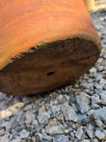Scalloped Edge Terracotta Pot w/Plant