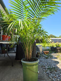 Potted Palm in Bucket (A)