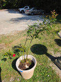 Plastic Planter w/Rose Bush
