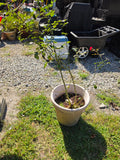 Plastic Planter w/Rose Bush