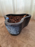 G- Clover Shaped Heavyweight Glazed Terracotta Planter