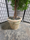 6' Faux Ming Aralia Tree in Heavyweight Decorative Terracotta Pot