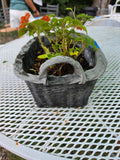 Basket Style Resin Planter w/Dirt