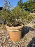 Rosemary Plant in Plastic Pot