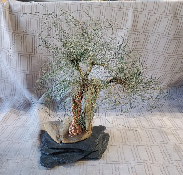 Signed Metal Wire Bonsai Tree Sculpture