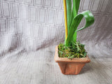 Faux Orchid Plant