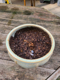 Glazed Pottery Planter w/Dirt (B)