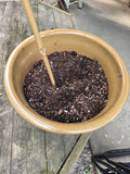 Large Glazed Green/Tan Terracotta Planter w/dirt