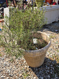 Rosemary Plant in Plastic Pot