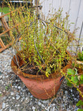Pair of Plastic/Styrofoam Pots with Decorative Metal Plant Supports (B)