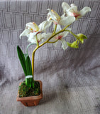 Faux Orchid Plant